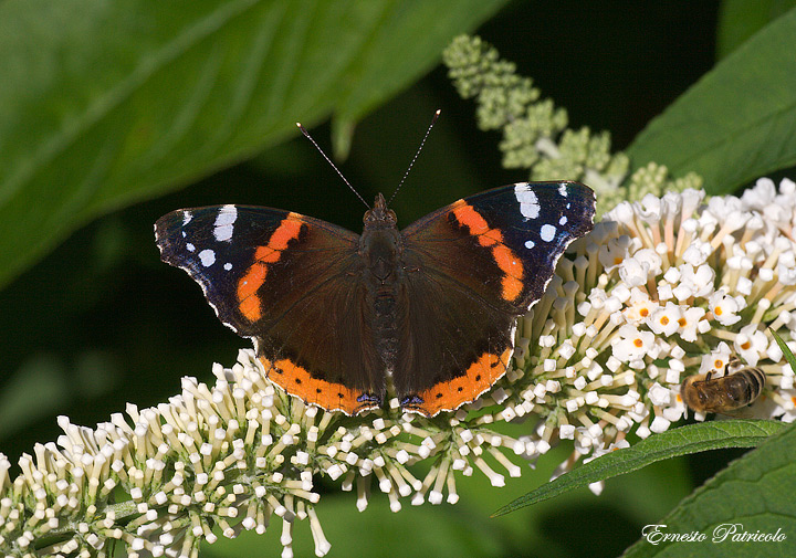 Vanessa atlanta